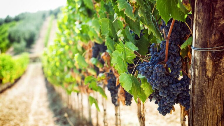 ¿Cómo el clima de un año puede definir la personalidad de un vino?