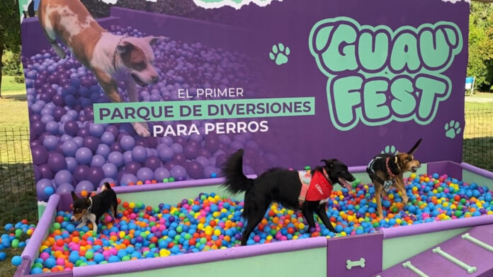 2 Perros piscina pelotas