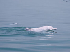 Huawei aplica Inteligencia Artificial para preservar los delfines blancos