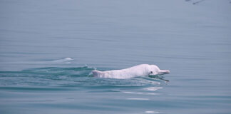 Huawei aplica Inteligencia Artificial para preservar los delfines blancos